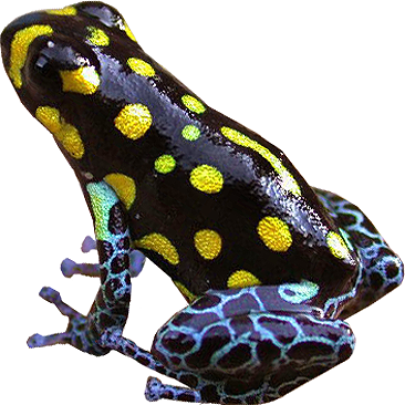 Brazilian Dart Frog